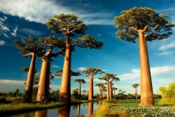 Мадагаскар 