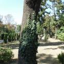 Санаторій Одесса - деревья в парке санатория